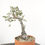 Miniatura: Olea Sylvestris 21