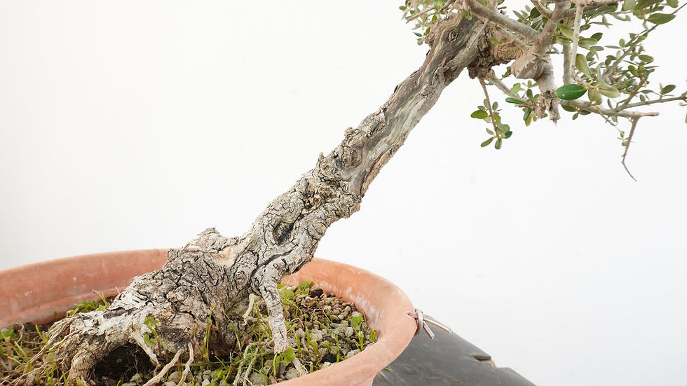 Miniatura: Olea Sylvestris 16