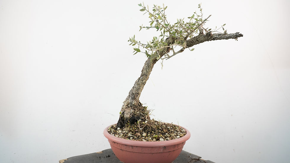 Miniatura: Olea Sylvestris 7