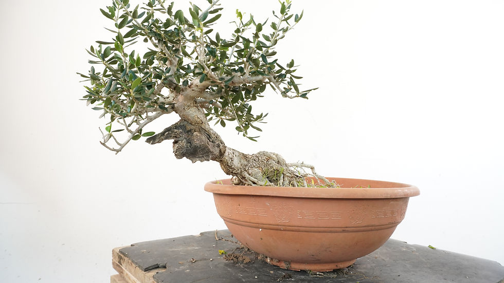 Miniatura: Olea Sylvestris 23