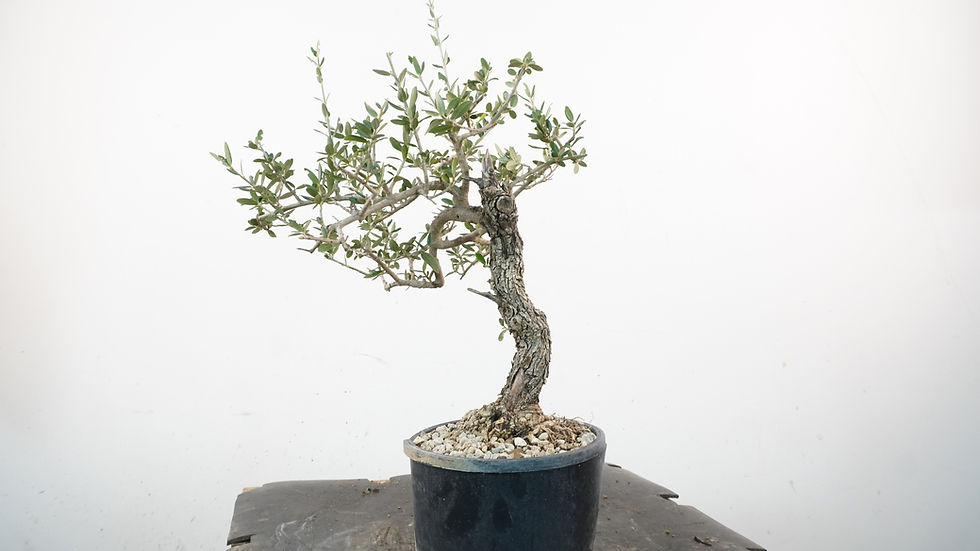 Miniatura: Olea Sylvestris 11