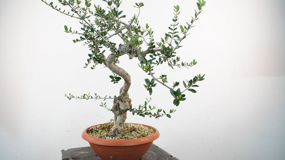Miniatura: Olea Sylvestris 6