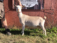 IMG_9075.jpeg