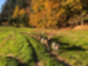 goat walk vancouver island