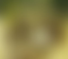 ジジ・ペドロ―リ版画展2019ー4 明日14.00から