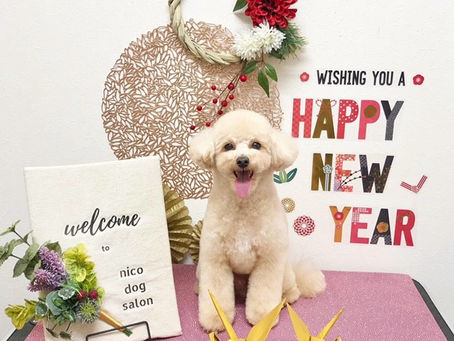 トリミングわんこ