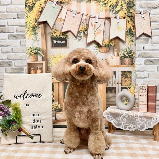 トリミングわんこ