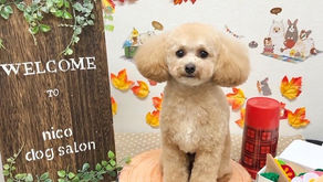  トリミングわんこ