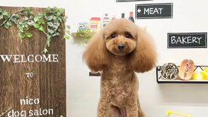 トリミングわんこ