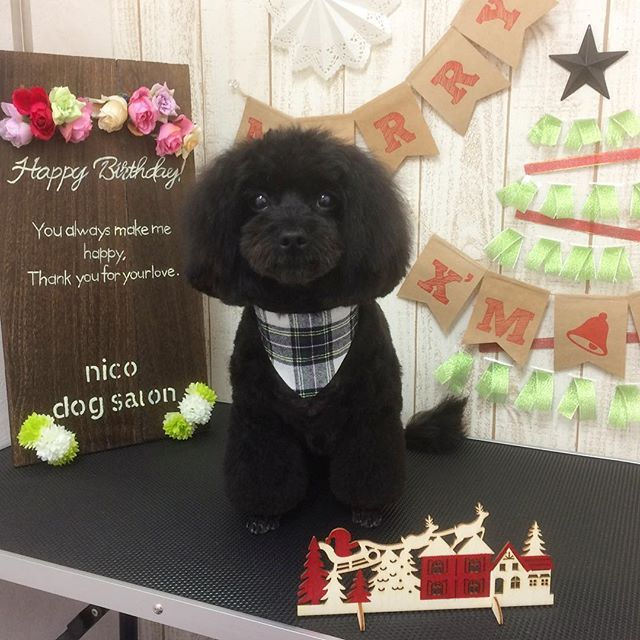 mixのライトちゃん🐶✨_シャンプーカットコースでさっぱりふわふわ✂︎_着々と