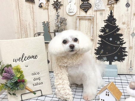 トリミングわんこ