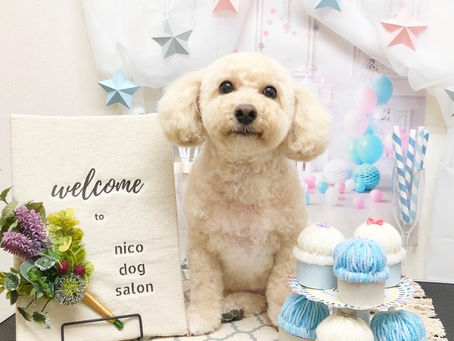 トリミングわんこ