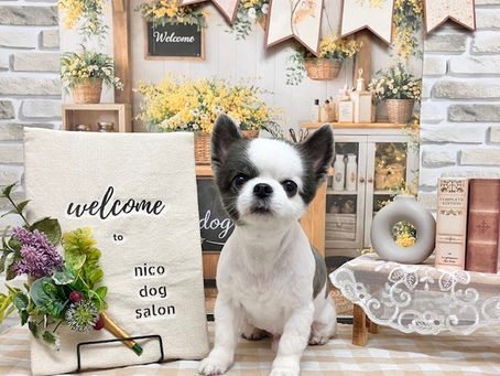 トリミングわんこの