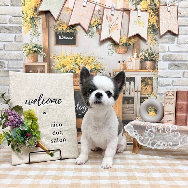 トリミングわんこの