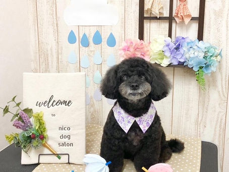 トリミングわんこ