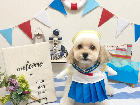 トリミングわんこ