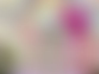 トリミングわんこ