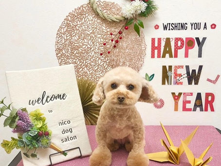 トリミングわんこ