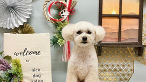 トリミングわんこ