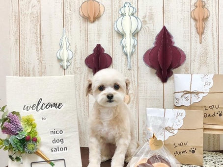 トリミングわんこ