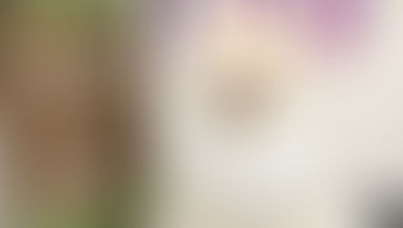 トリミングわんこ