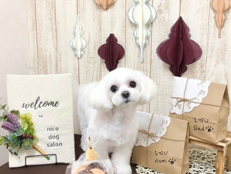 トリミングわんこ