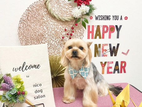 トリミングわんこ