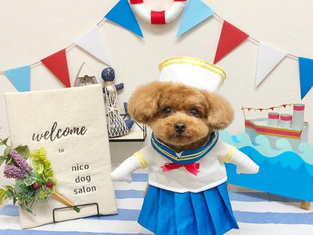 トリミングわんこ