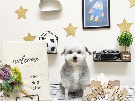 トリミングわんこ