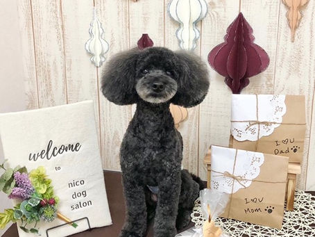 トリミングわんこ