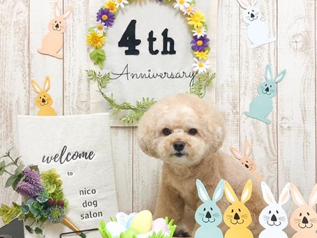 トリミングわんこ