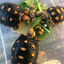 Writer: Tortoise Mart | Tortoise Town | Tortoise Supply