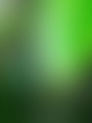 Kunstwerke der Natur...