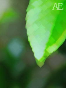 Kunstwerke der Natur...