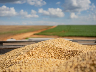 Exportações de soja devem atingir recorde em 2025, puxadas pela China