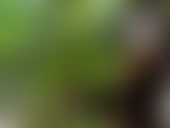 V botanické zahradě se opět představují nejkrásnější bonsaje Evropy i japonská kultura