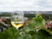 Vinobraní na Vinici sv. Kláry v Troji se koná už za měsíc. Botanická zahrada zahájila předprodej vstupenek