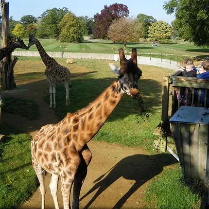 Giraffe at Cotswold Wildlife Park