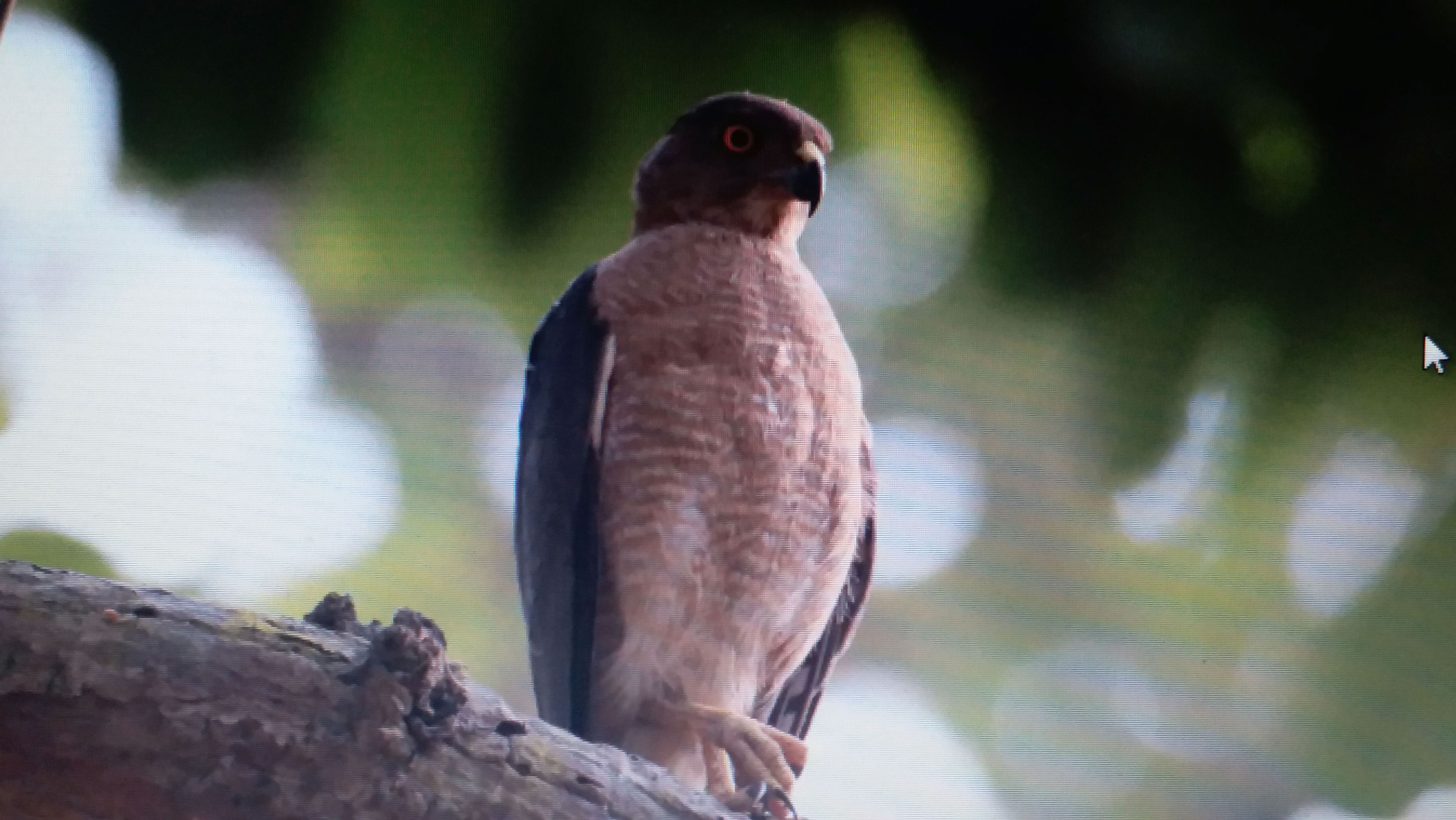 Writer: www.unknownbirder.com