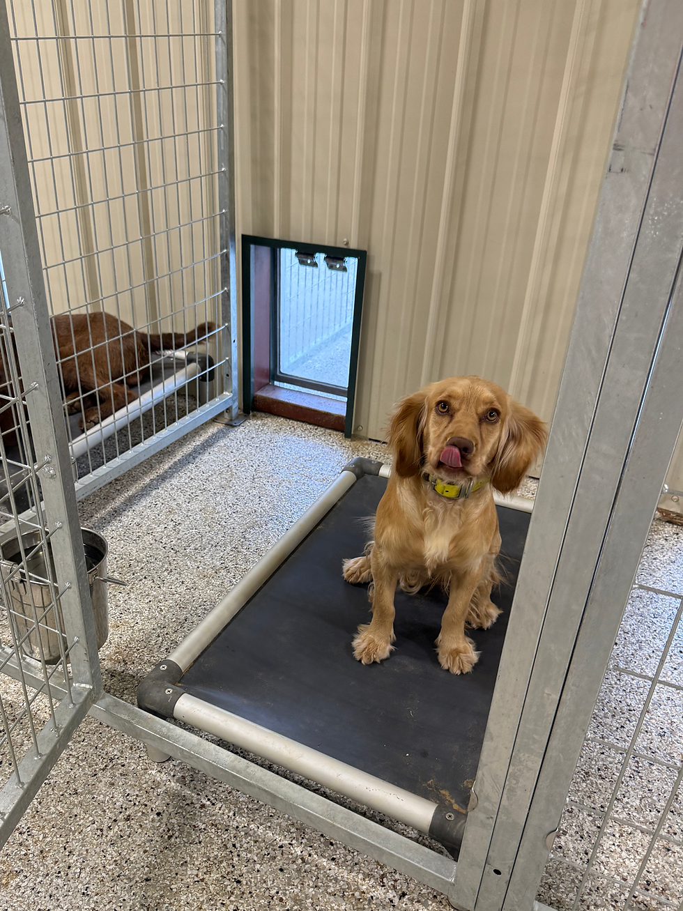 A dog sitting on an indoor training treadmill inside a kennel building, with another dog in a crate behind.