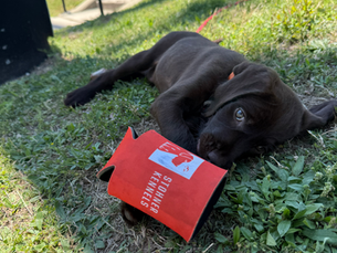 Puppy Obedience Training: What Matters First