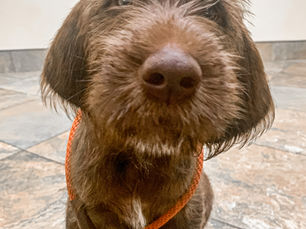 Why Leash and Handling Skills Matter for Puppies