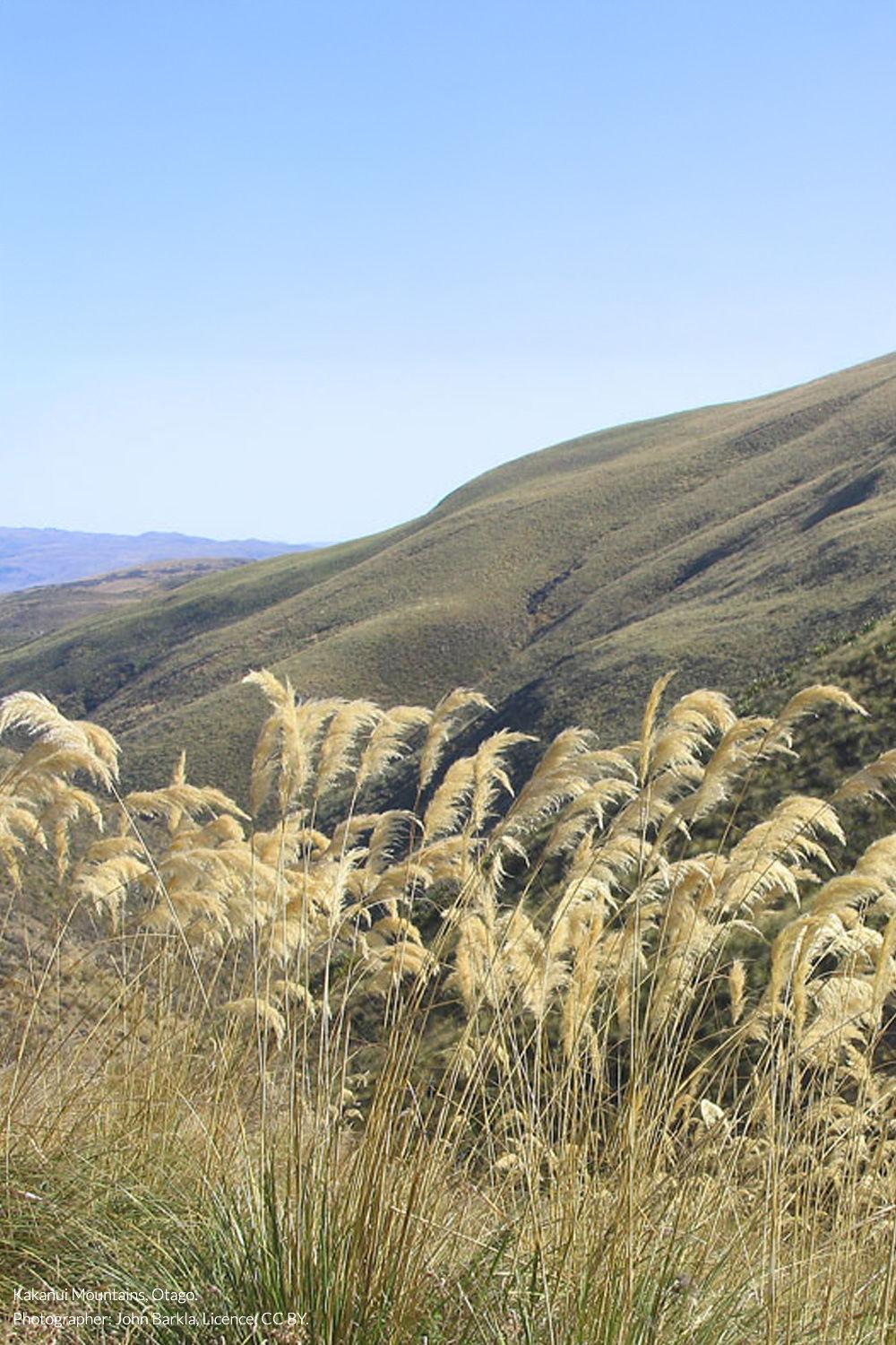 South Island toetoe