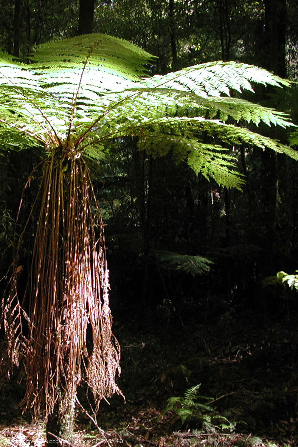 ponga
