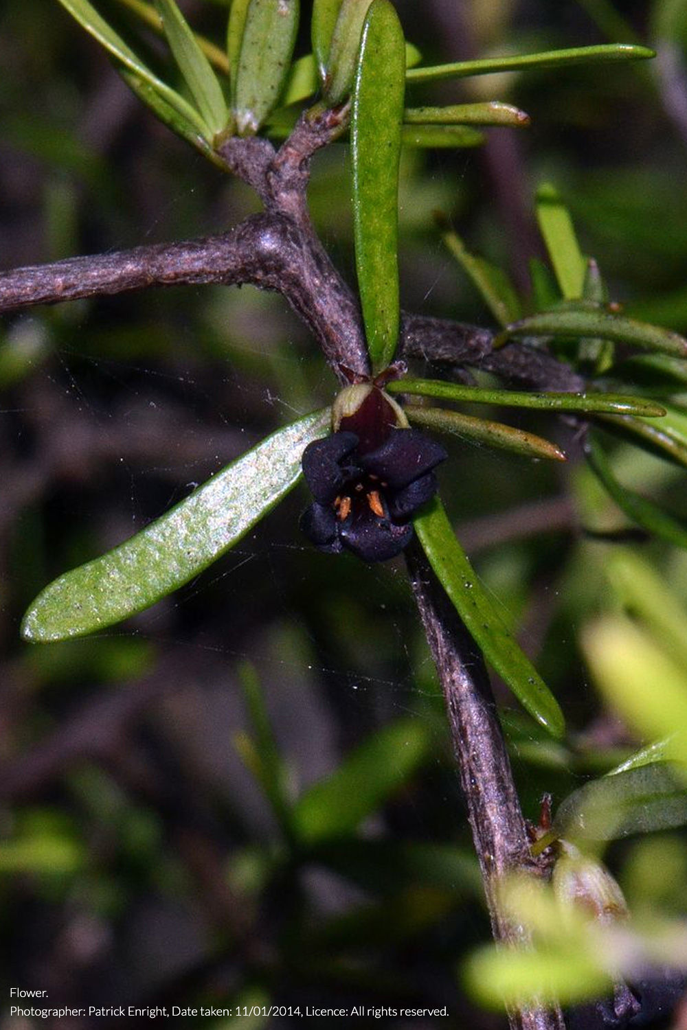 Pittosporum divaricatum