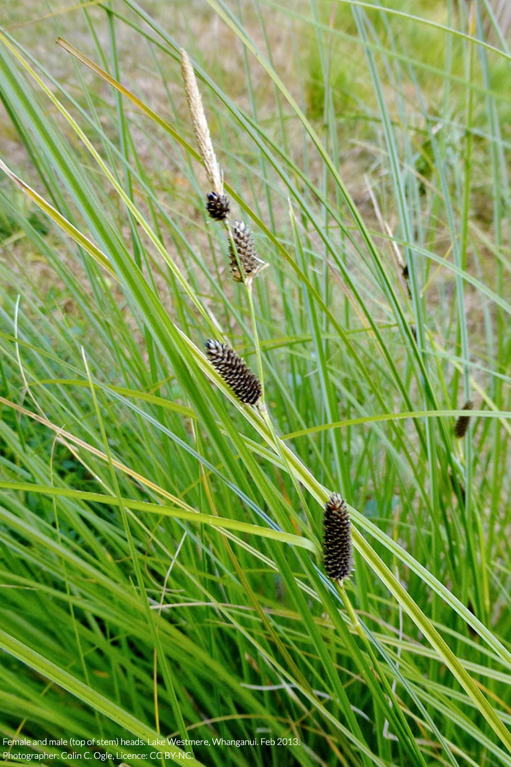 teasel sedge