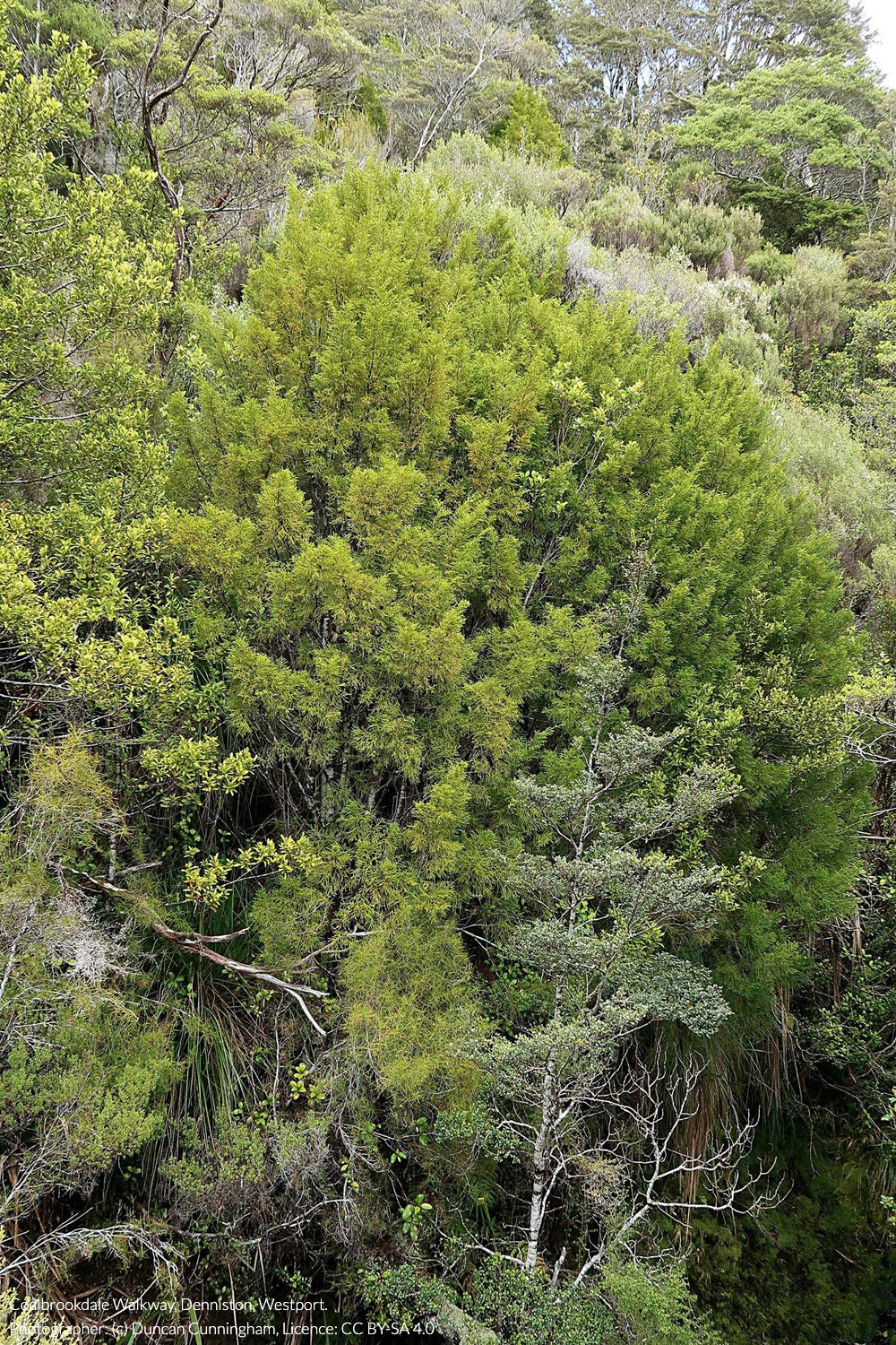 yellow silver pine