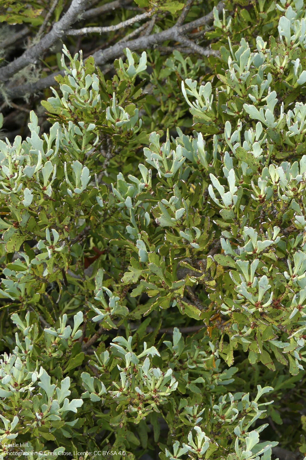 mountain toatoa
