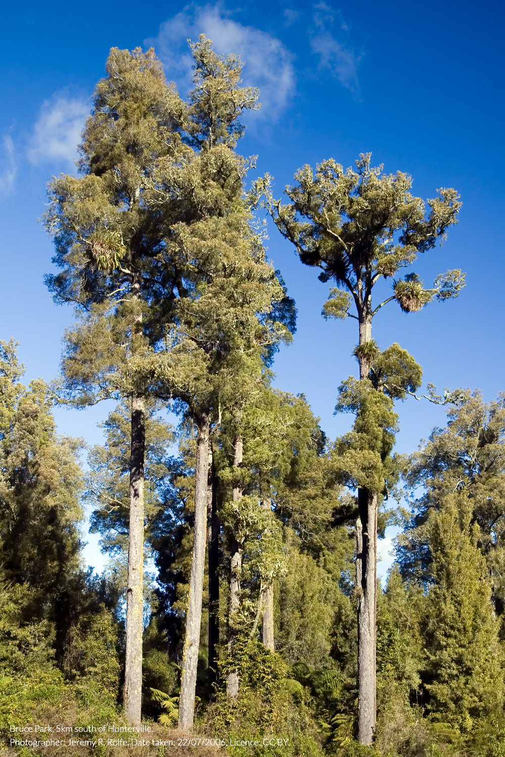 kahikatea