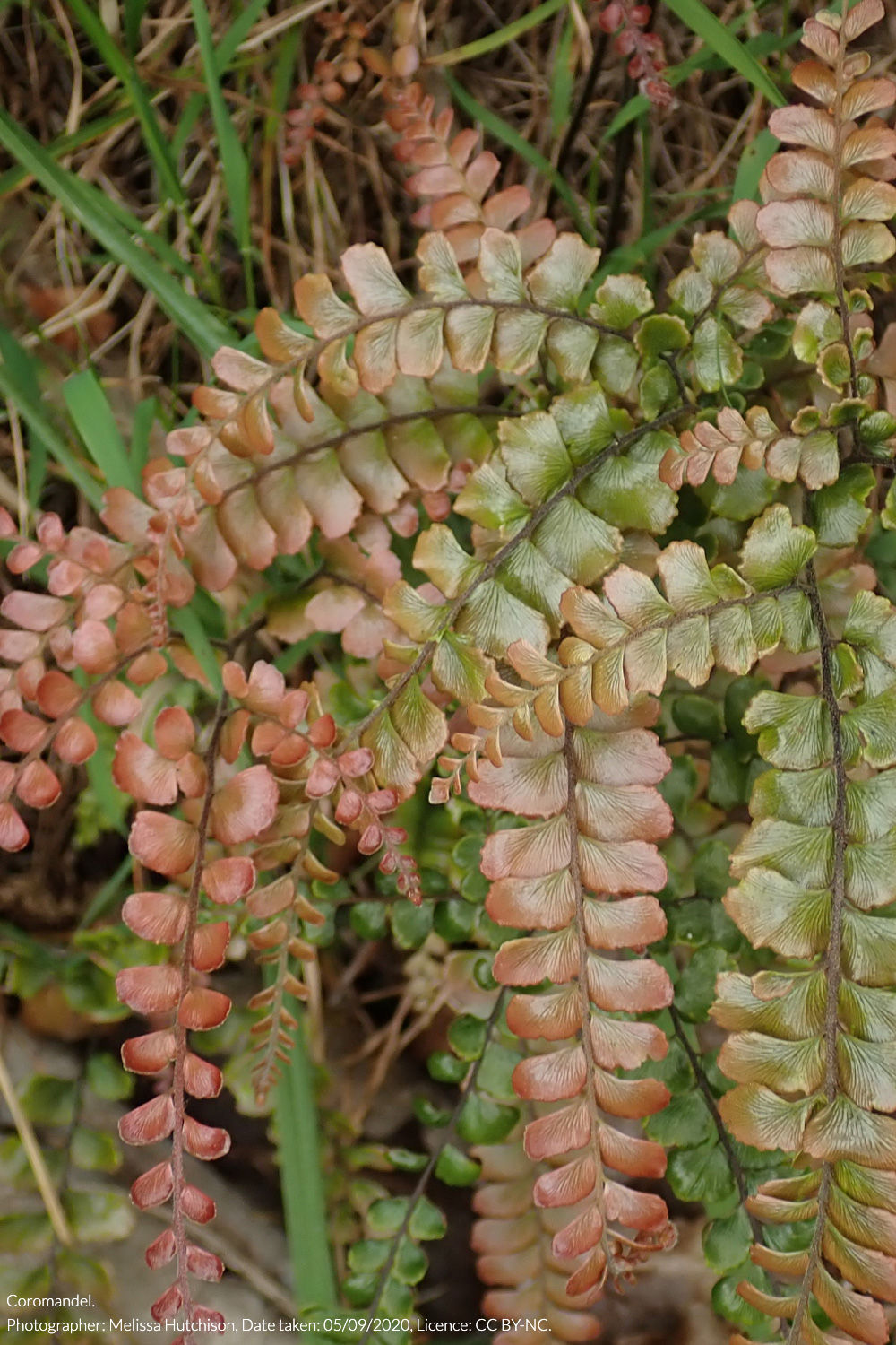 rosy maidenhair